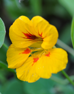 Hay Fever - Yellow Nasturtium