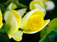 Hay Fever free garden - Begonias in yellow