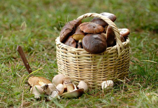 London’s Best Foraging groups