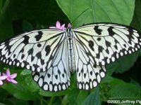 rare butterflies