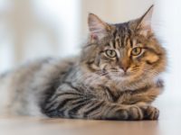 Introducing Your Existing Cats to a New Kitten – How to Do It Safely